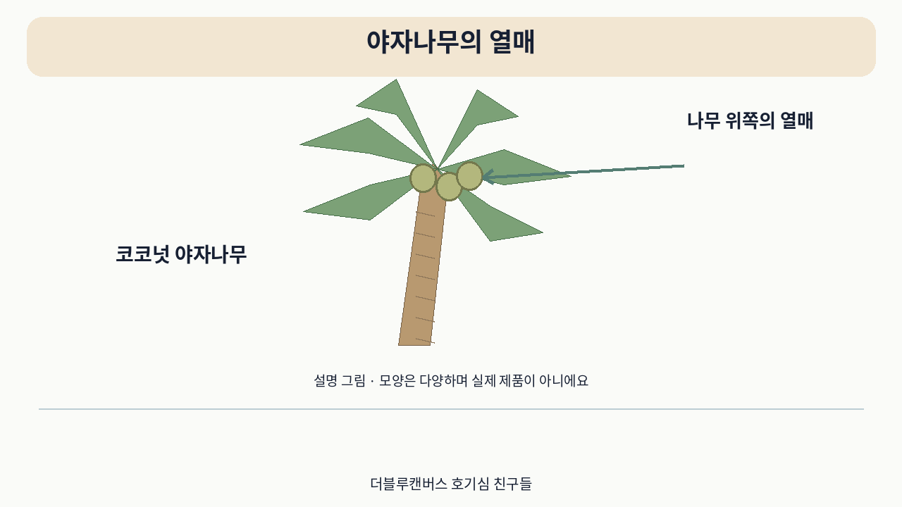 소개 영상의 설명 그림 · 야자나무의 열매. 실제 사용 사진이 아니에요.