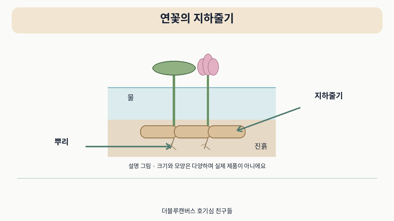 소개 영상의 설명 그림 · 연꽃의 지하줄기. 실제 사용 사진이 아니에요.