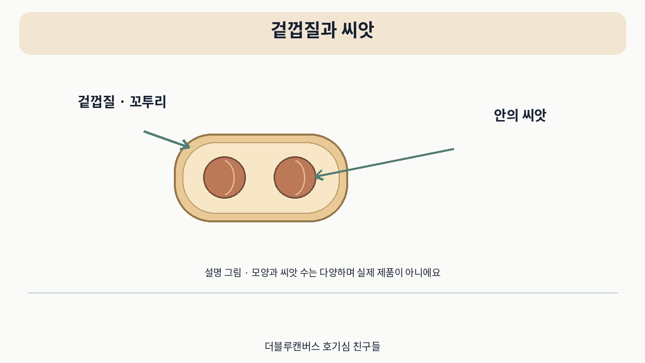 소개 영상의 설명 그림 · 겉껍질과 씨앗. 실제 사용 사진이 아니에요.